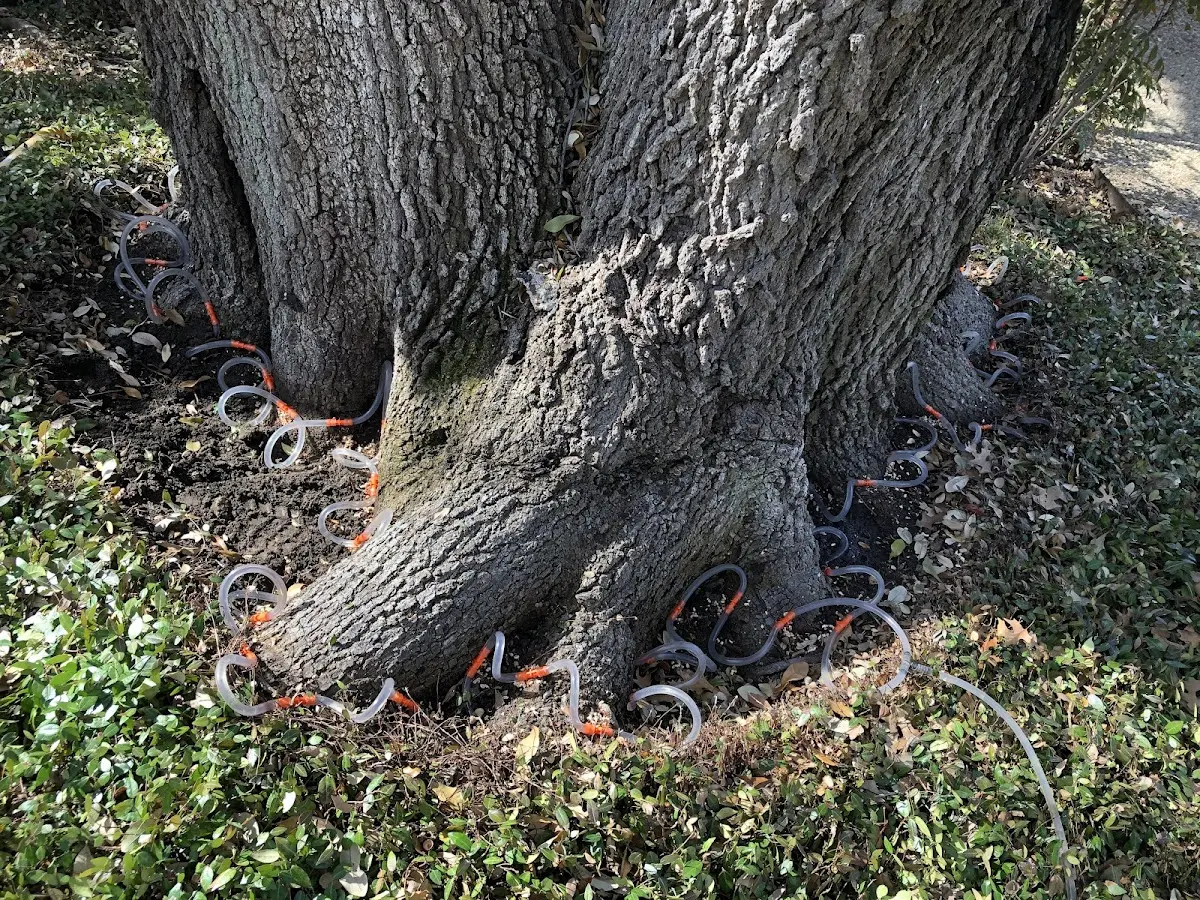 Detailed Tree Cabling and Bracing job site in Redig