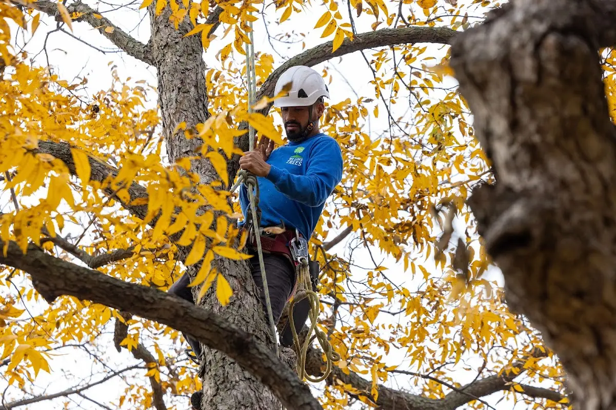 Skilled Tree Trimming crew working in Redig